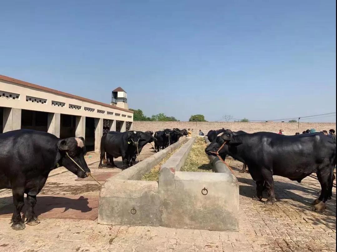 转载：时隔50年，巴基斯坦“黑金子”或将再次入华