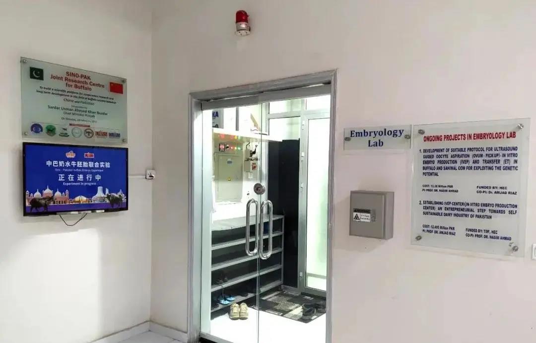 AG旗舰厅集团首次乳肉兼用水牛体外胚胎生产试验在巴基斯坦取得成功